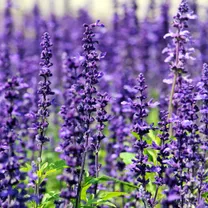 Lavender Calm scent