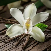 Warm Vanilla scent